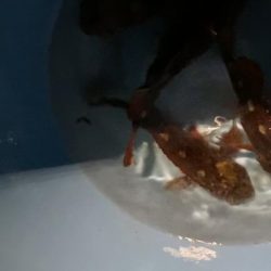 観光ホテルで根魚